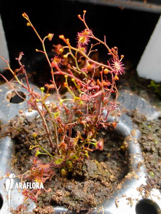 Drosera gigantea