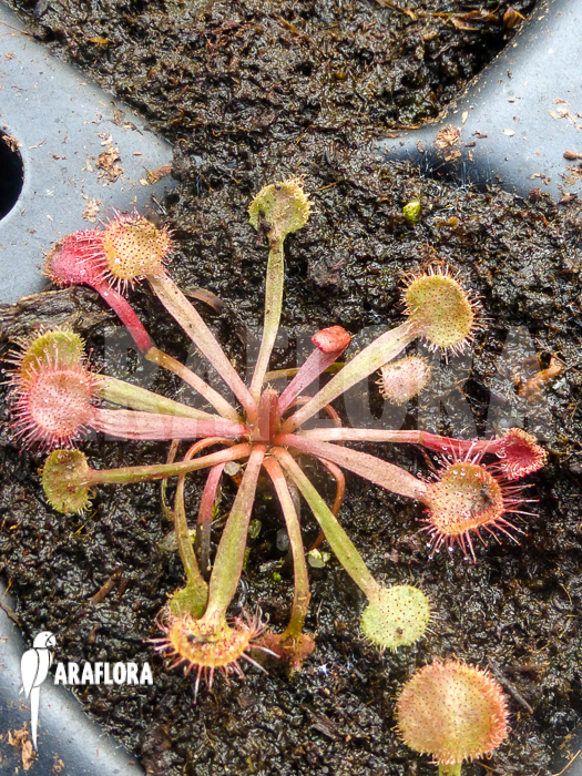 Drosera kenneallyi