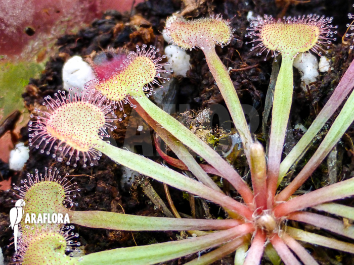 Drosera kenneallyi