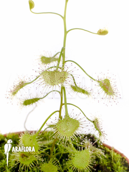 Drosera lunata