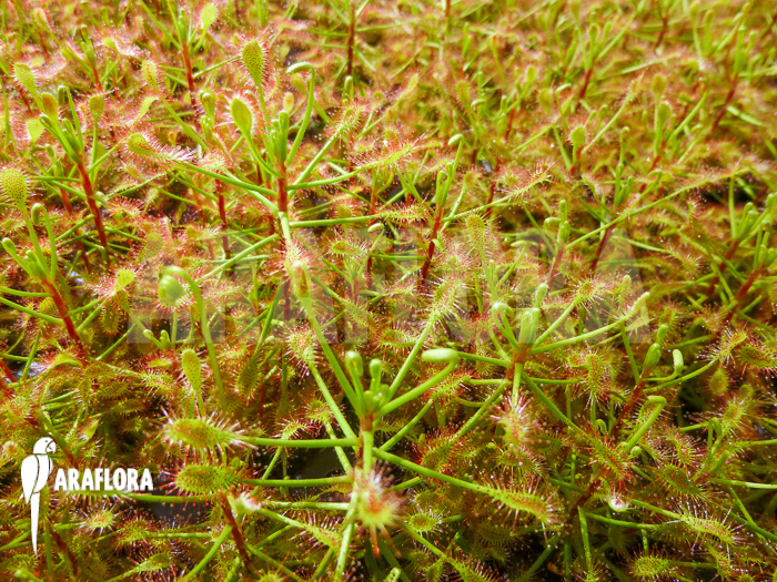 Drosera madagascariensis