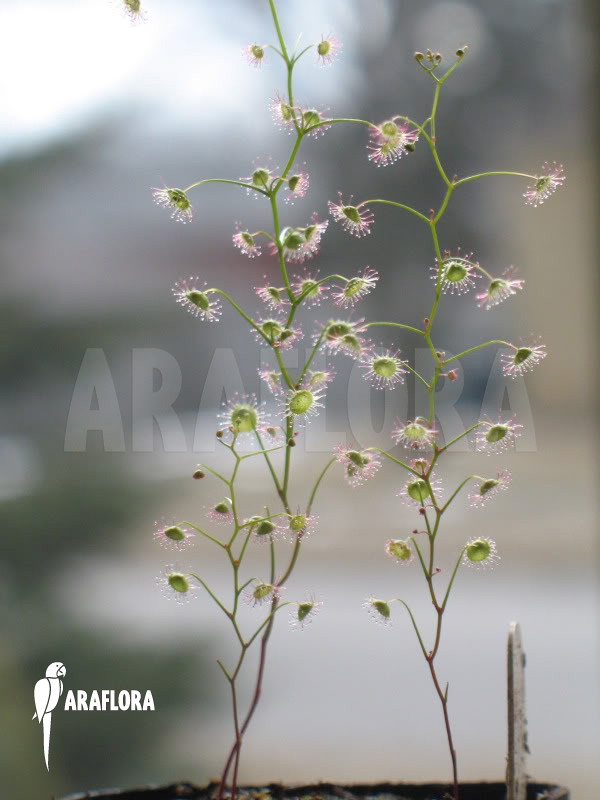 Drosera menziesii ssp menziesii