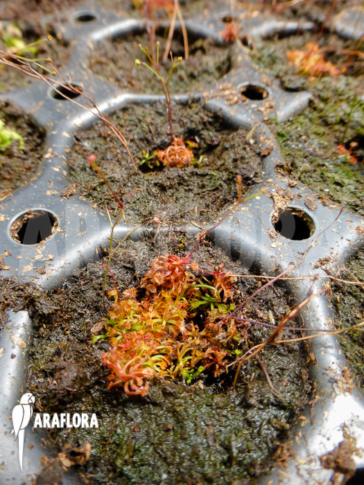 Drosera menziesii ssp menziesii