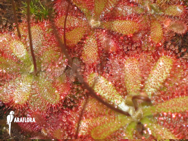 Drosera tomentosa