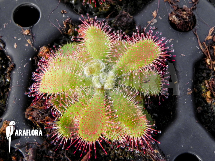 Drosera Tomentosa Starter