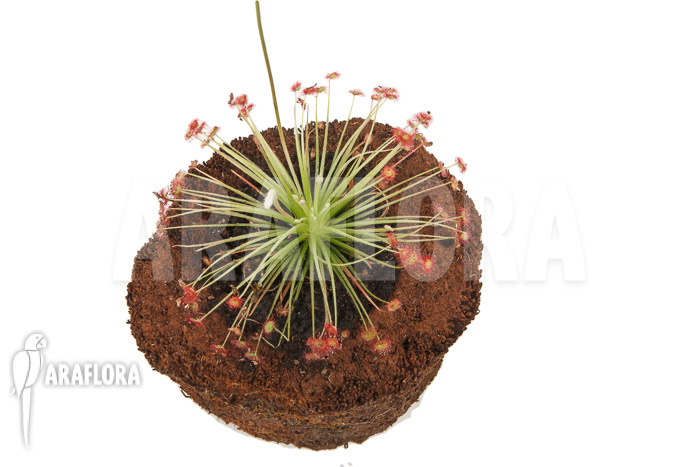 Drosera paradoxa ‘S’