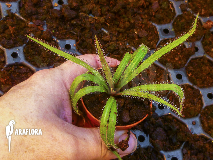 Drosera regia ‘Starter’