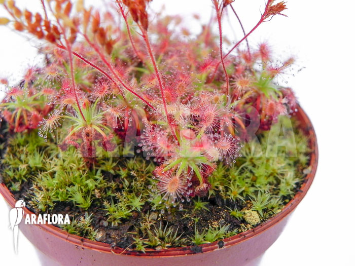 Drosera roseana