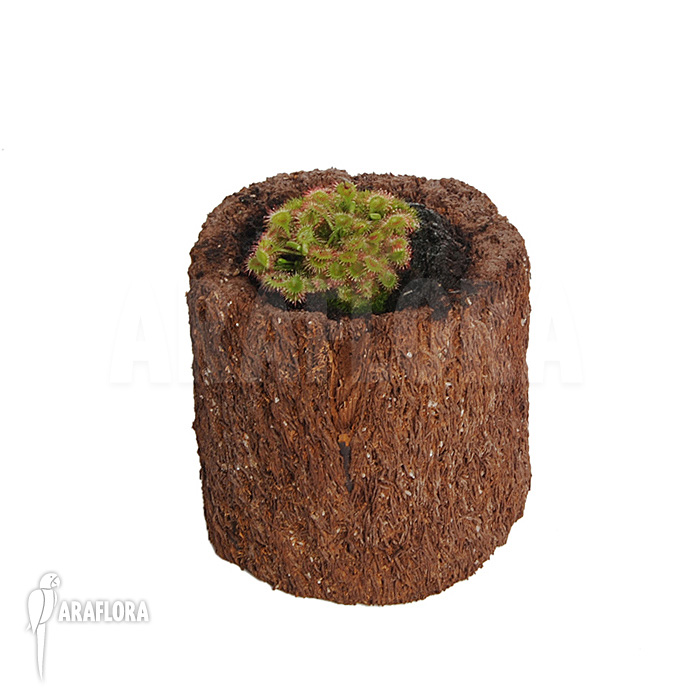 Drosera rotundifolia