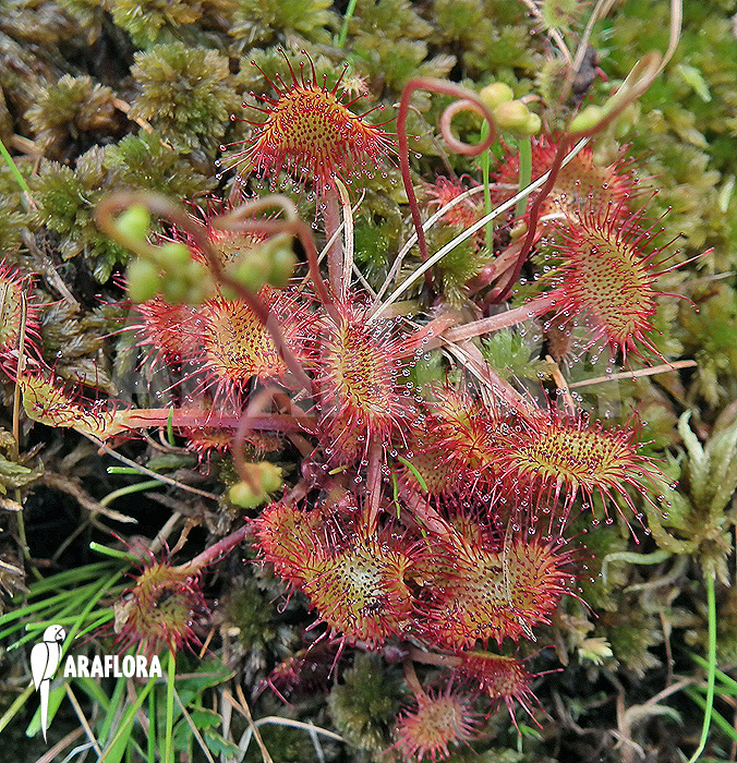 Drosera rotundifolia ‘XL’