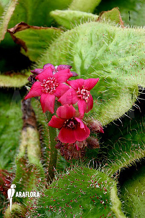 Drosera schizandra