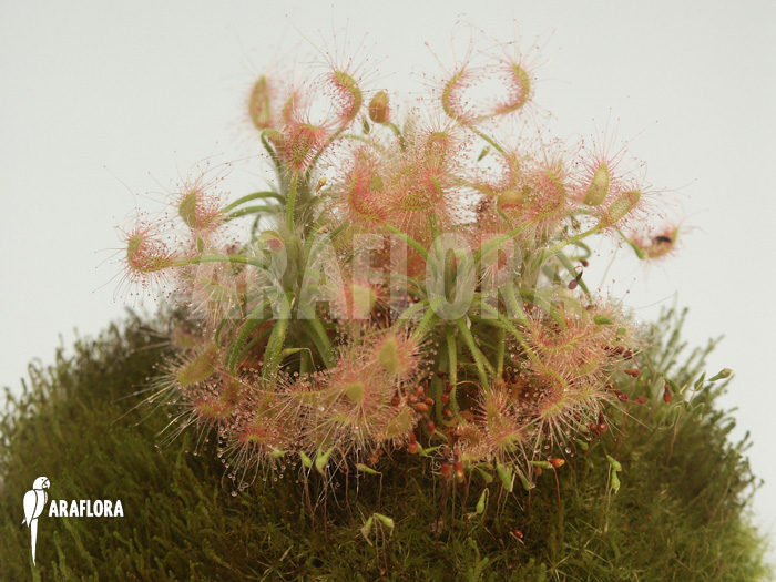 Drosera scorpioides