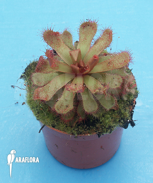 Drosera slackii