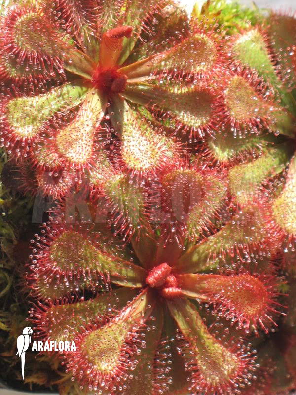 Drosera slackii