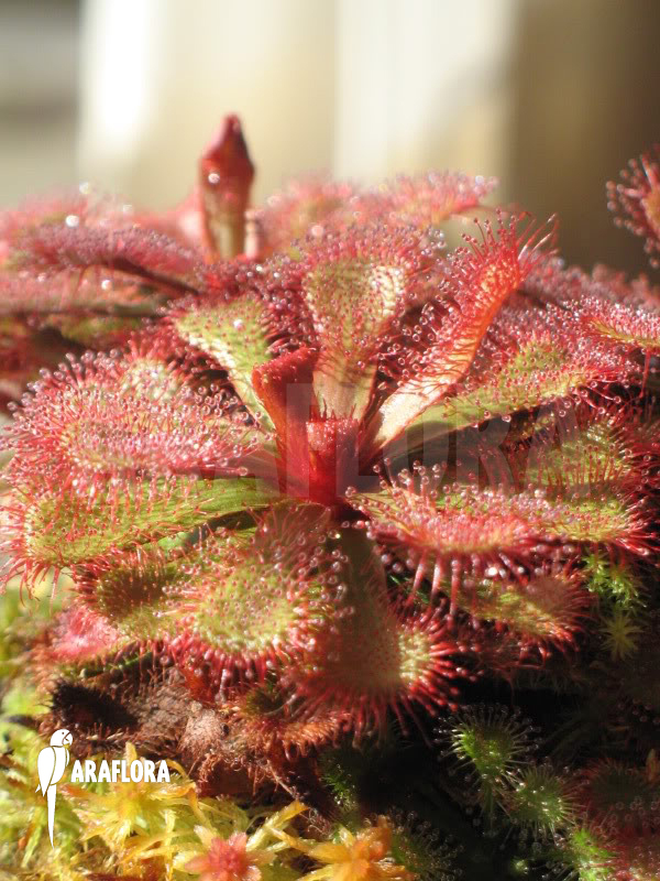 Drosera slackii