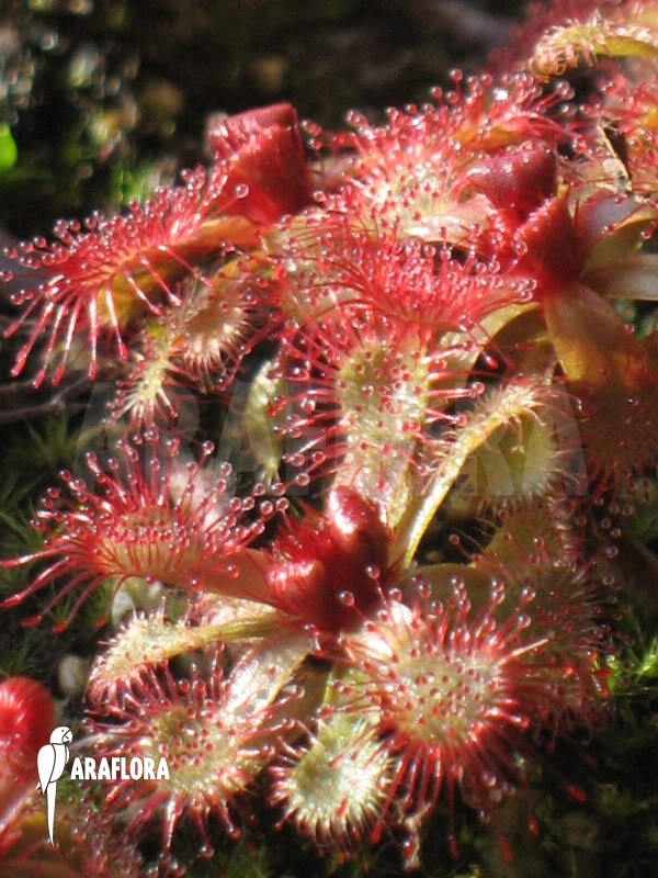 Drosera slackii ‘Narrow Leaf’