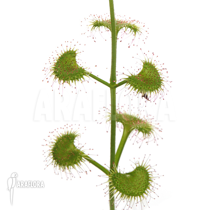 Drosera stolonifera