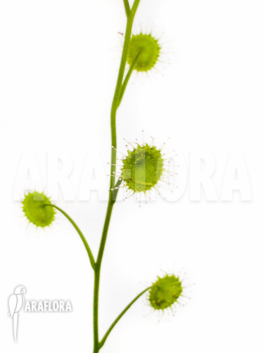 Drosera stricticaulis