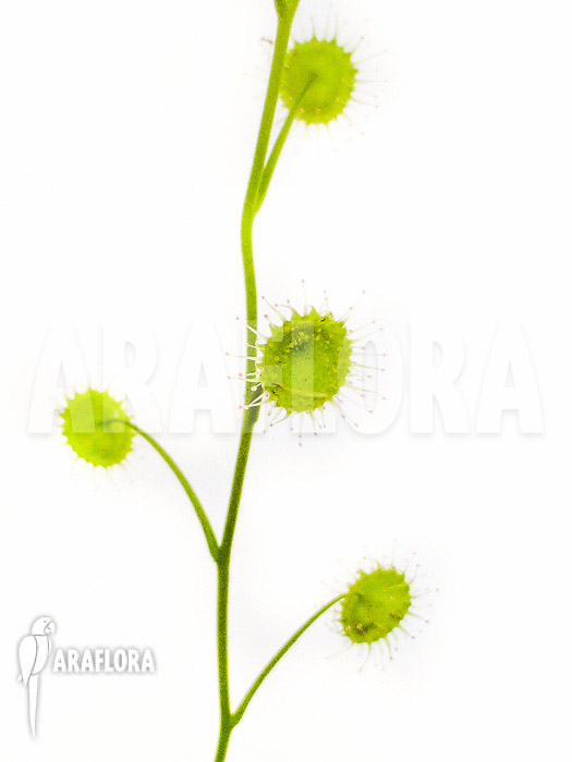 Drosera stricticaulis