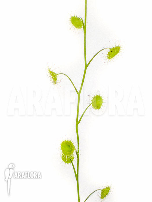 Drosera stricticaulis