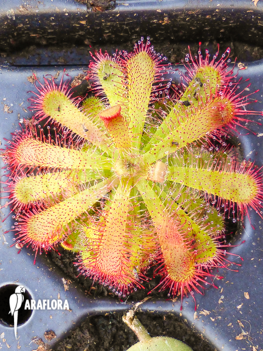Drosera trinervia Starter