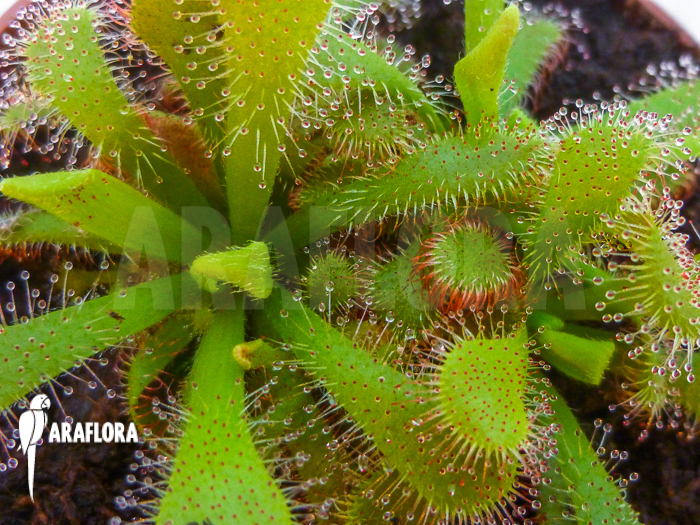 Drosera venusta