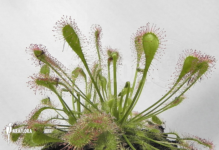Drosera x beleziana