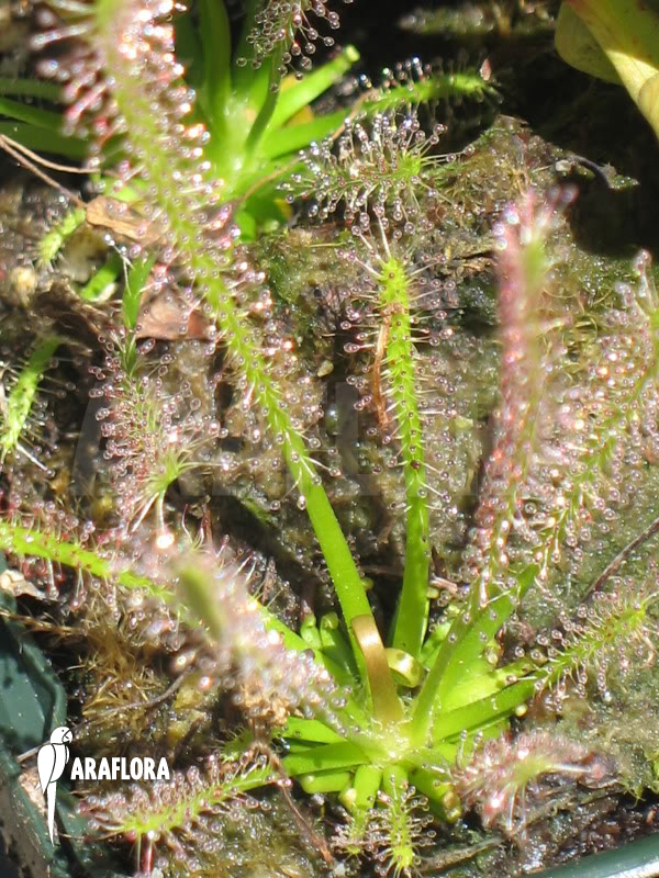 Drosera x hybrida