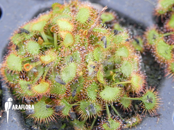 Drosera yilgarnensis