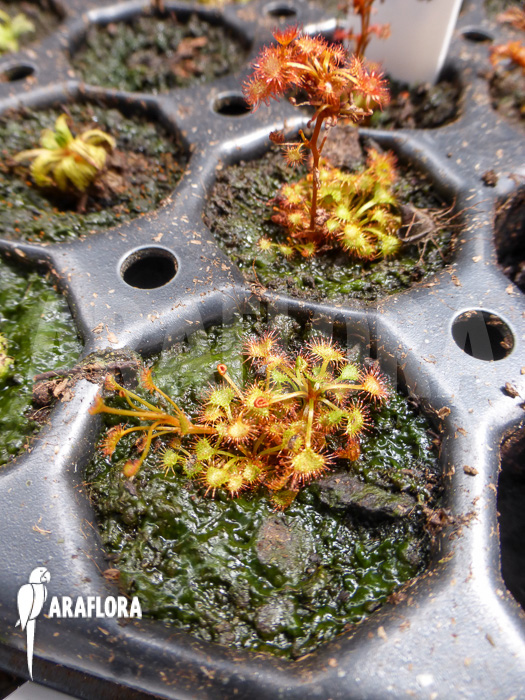 Drosera yilgarnensis
