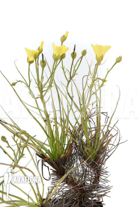 Drosopyllum lusitanicum