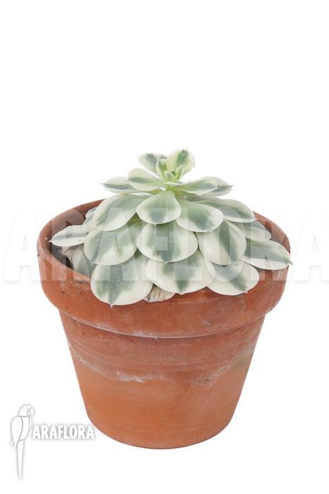 Echeveria ‘Compton Carousel’