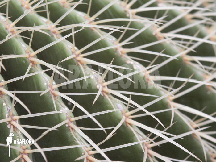 Echinocactus grusonii