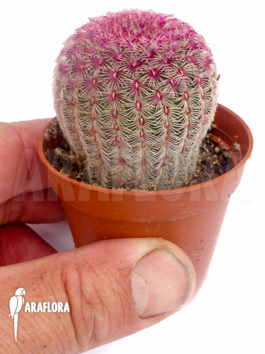 Echinocereus rigidissimus v. rubrispinus