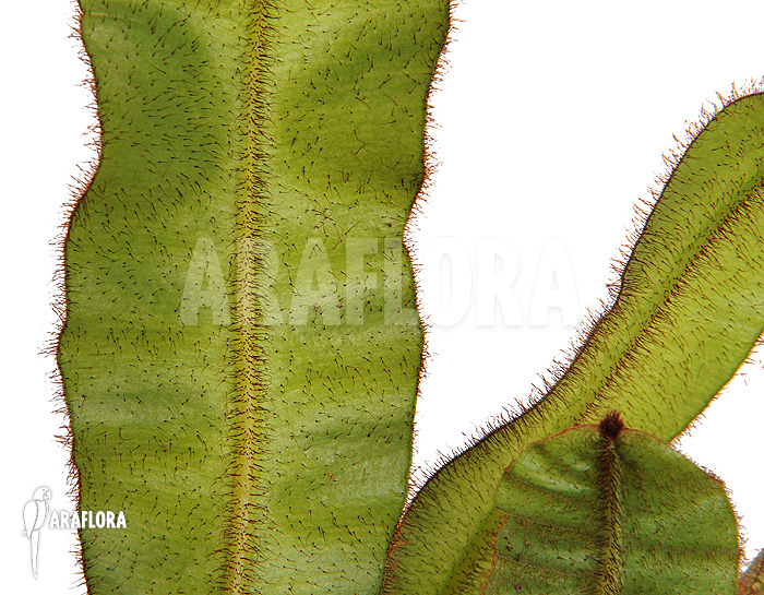 Elaphoglossum apodum ‘Type 2’