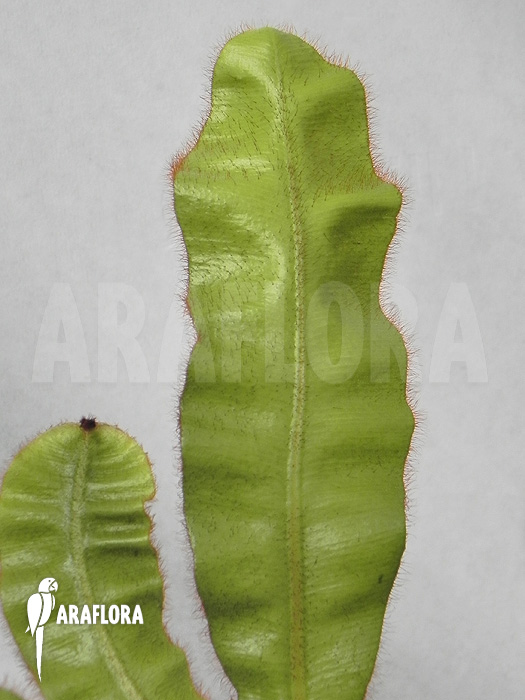 Elaphoglossum apodum type5