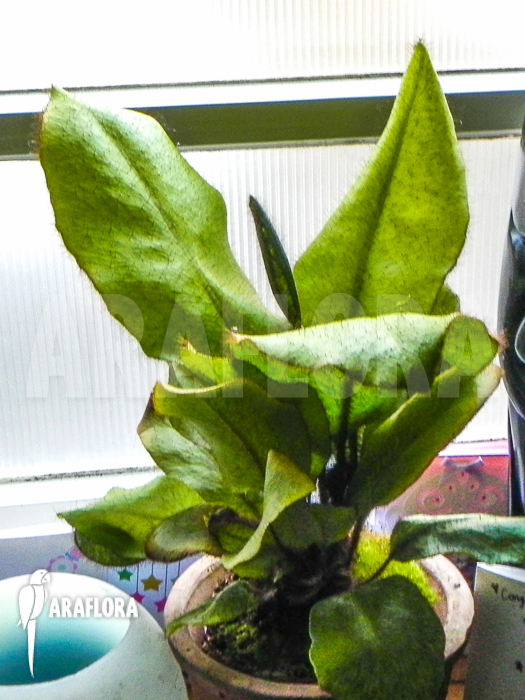 Elaphoglossum crinitum XL