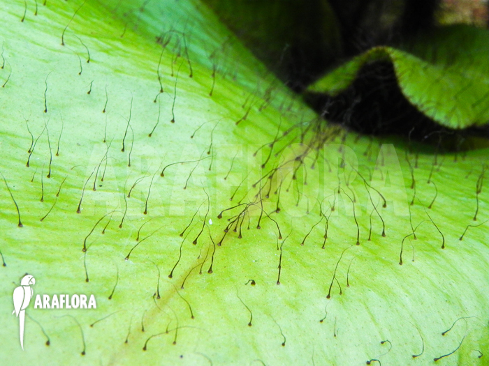 Elaphoglossum crinitum XL