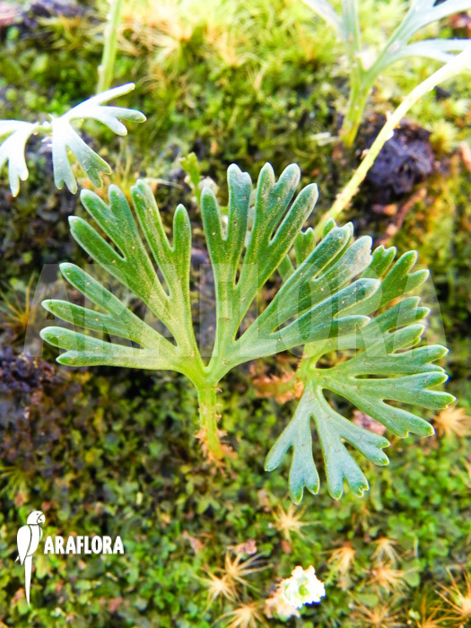 Elaphoglossum peltatum