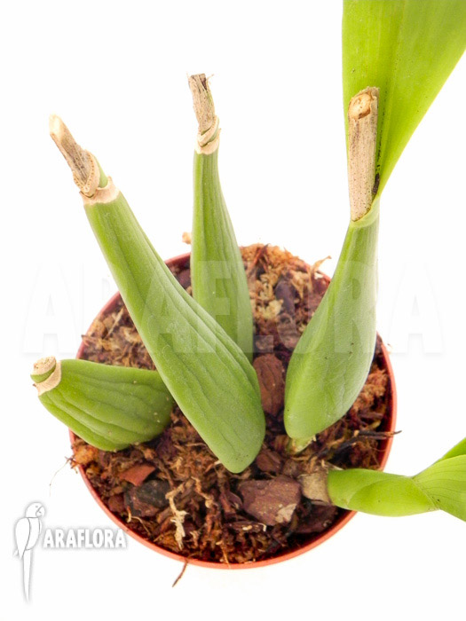 Prosthechea cochleata