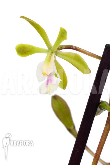 Epidendrum floribundum
