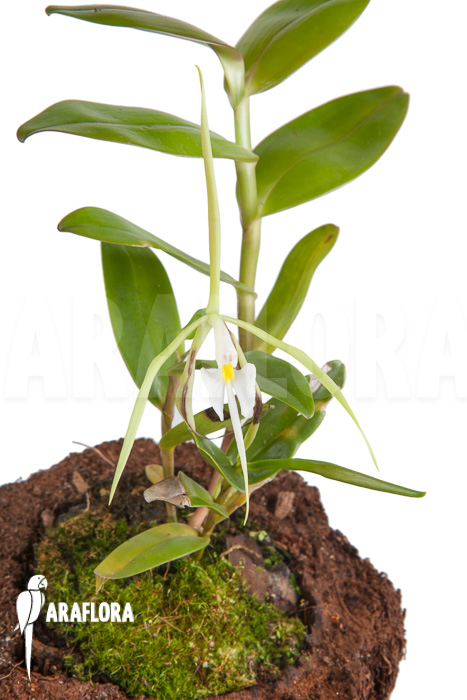 Epidendrum nocturnum