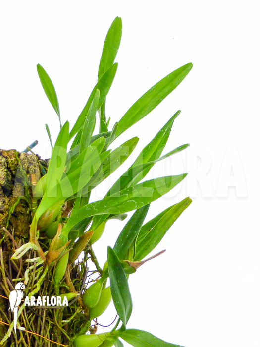 Epidendrum-polybulbon-11