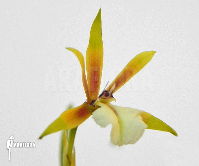 Encyclia polybulbon