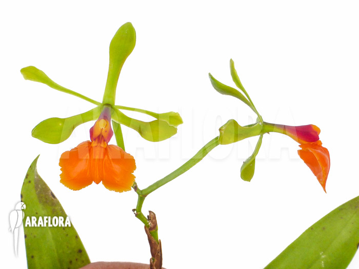 Epidendrum pseudepidendrum flower