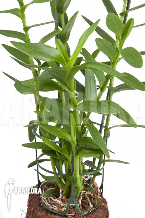 Epidendrum radicans ‘Pink’