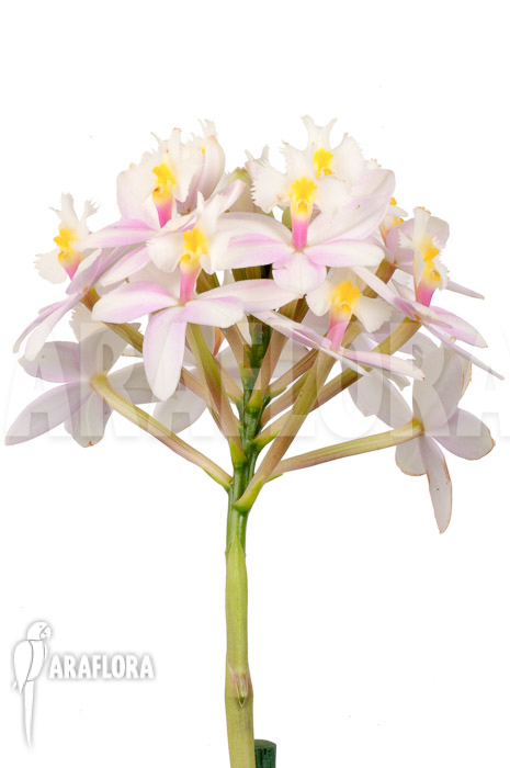 Epidendrum radicans ‘White-ish’