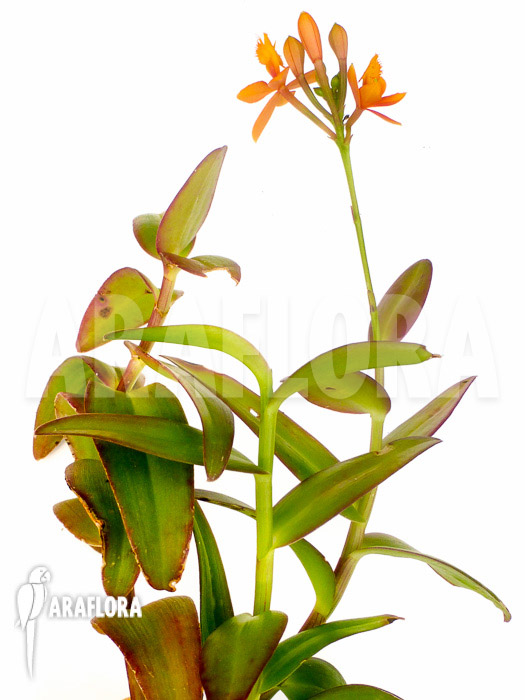 Epidendrum radicans orange