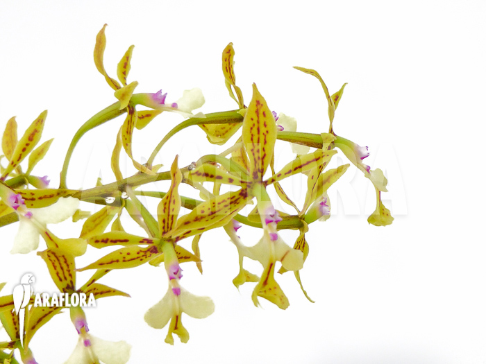 Epidendrum stamfordianum