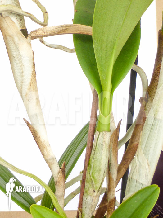 Epidendrum stamfordianum